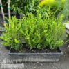 Topiary Hedge Box Buxus Micro Var Japonica Winter Gem/ Boxwood -Garden Plant Store topiary hedge box buxus micro var japonica winter