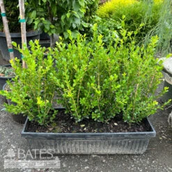 Topiary Hedge Box Buxus Micro Var Japonica Winter Gem/ Boxwood