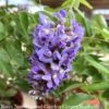 Topiary Patio Tree #3 Wisteria Frut Amethyst Falls/ American Native (TN) -Garden Plant Store topiary patio tree 3 wisteria frut amethyst falls