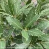 Tropical Culinary #1Laurus Nob Little Ragu/ Topiary Bay Laurel - No Warranty ***NOT INCLUDED IN SALE** -Garden Plant Store tropical culinary 1 laurus nob little ragu topiary