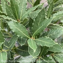 Tropical Culinary #1Laurus Nob Little Ragu/ Topiary Bay Laurel - No Warranty ***NOT INCLUDED IN SALE**