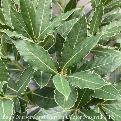 Tropical Culinary #1Laurus Nob Little Ragu/ Topiary Bay Laurel - No Warranty ***NOT INCLUDED IN SALE**