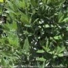 Tropical Culinary #1 Laurus Nobilis/ Bay Laurel - No Warranty ***NOT INCLUDED IN SALE** -Garden Plant Store tropical culinary 1 laurus nobilis bay laurel no w