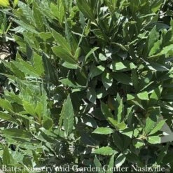 Tropical Culinary #1 Laurus Nobilis/ Bay Laurel - No Warranty ***NOT INCLUDED IN SALE**