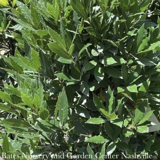 Tropical Culinary #1 Laurus Nobilis/ Bay Laurel - No Warranty ***NOT INCLUDED IN SALE**