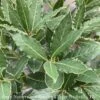 Tropical Culinary #1 PT Laurus Nob Little Ragu/ Topiary Bay Laurel - No Warranty ***NOT INCLUDED IN SALE** -Garden Plant Store tropical culinary 1 pt laurus nob little ragu topi