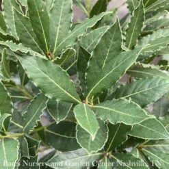 Tropical Culinary #2 Laurus Nob Little Ragu/ Bay Laurel - No Warranty ***NOT INCLUDED IN SALE**