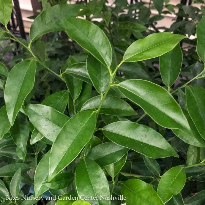 Tropical Edible 12p!/#5 Citrus Key/ Lime Bush - No Warranty 3 Tropical Edible 12p!/#5 Citrus Key/ Lime Bush - No Warranty