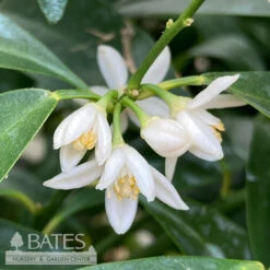 Tropical Edible #3 Citrus Nagami/ Kumquat - No Warranty