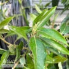 Tropical Edible #3 Persea Lila/ Avocado - No Warranty -Garden Plant Store tropical edible 3 persea lila avocado no warranty