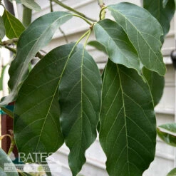Tropical Edible #5 Persea Americana Sir Prize TREE/ Avocado - No Warranty