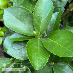 Tropical Edible 5p! Citrus Persian/ Dwarf Bush Lime Premium - No Warranty