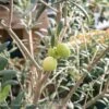 Tropical Edible #7 Olea Haas Improved Manzanillo/ Fruiting Olive - No Warranty -Garden Plant Store tropical edible 7 olea haas improved manzanillo fr