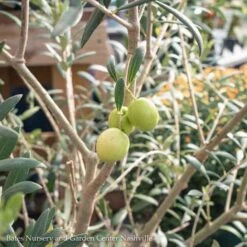 Tropical Edible #7 Olea Haas Improved Manzanillo/ Fruiting Olive - No Warranty