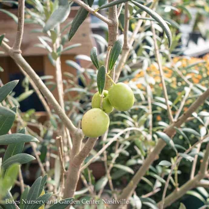 Tropical Edible #7 Olea Haas Improved Manzanillo/ Fruiting Olive - No Warranty 3 Tropical Edible #7 Olea Haas Improved Manzanillo/ Fruiting Olive - No Warranty